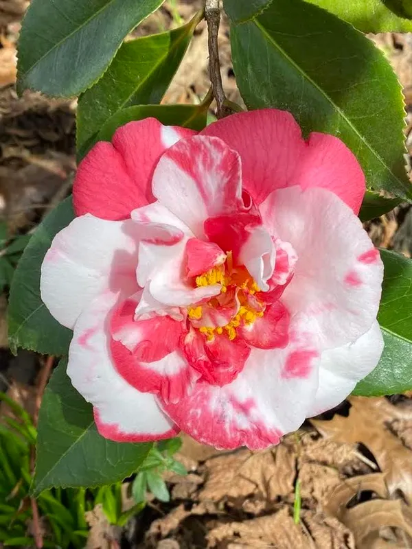 Camellia_Flower_Plant_Gardens_Outdoors_Flower_Plant_Very_Beautiful_Camellia_Japonica_Kamiliya_Flowe_Original_Variety_Flower_Plant_For_Home_Garden_Multicolour