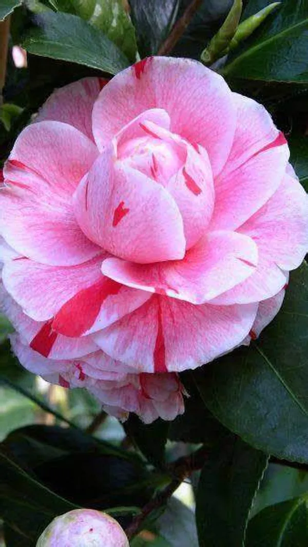 Camellia_1.5-3.5_Ft_Live_Flower_Plant