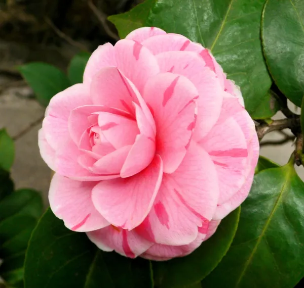 Camellia_1.5-3.5_Ft__Flower_Plant_(Pack_Of_1)