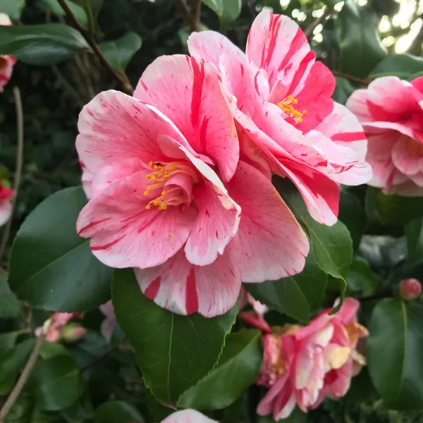 Camellia_1.5-3.5_Ft__Flower_Plant_(Pack_Of_1)