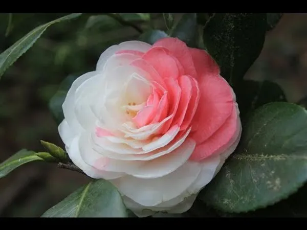 Multicolour_Camellia_Hybrid_Flower_Plant