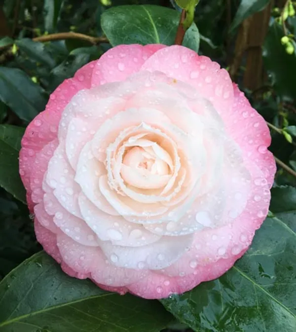 Camellia_Dwarf_Varieties_Flower_Plant