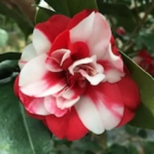 Camellia_Hybrid_Multi_Colour_Flower_Plant