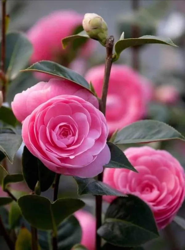 Pink_Camellia_Dwarf_Varieties_Flower_Plant