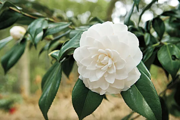 Camellia_Hybrid_White_Colour_Flower_Plant
