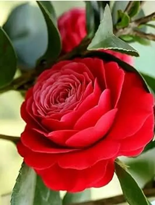 Camellia_Hybrid_Flower_Plant