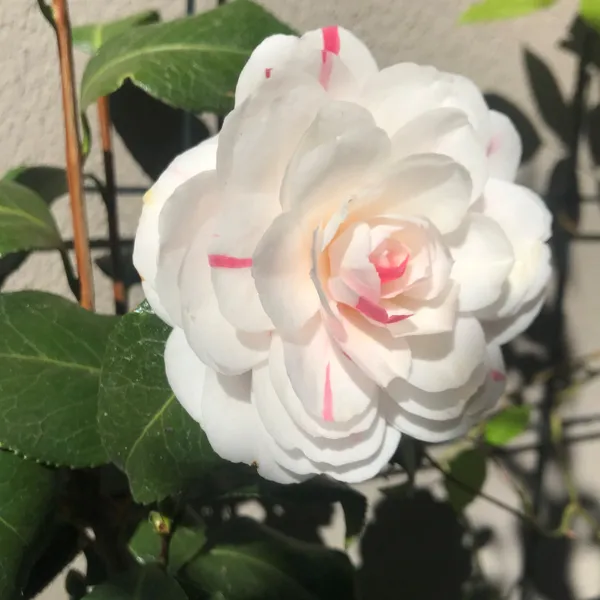 Camellia_Hybrid_Flower_Plant
