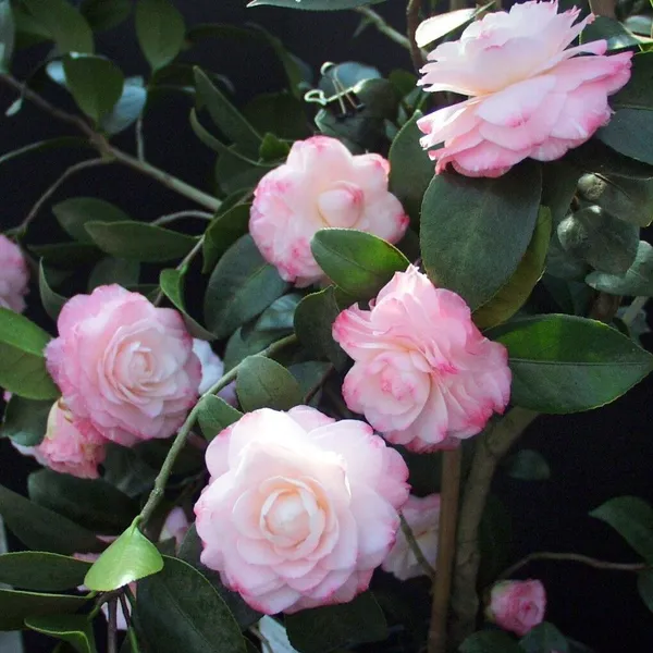 Camellia_Dwarf_Varieties_Flower_Plant