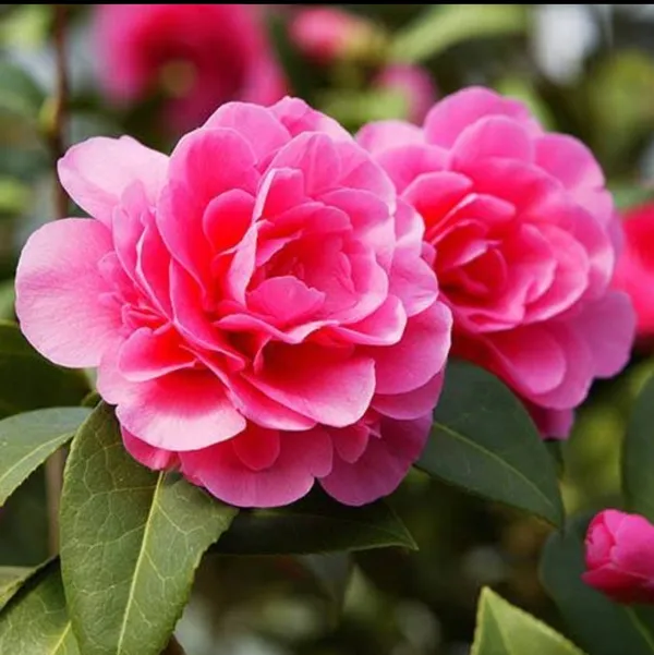 Pink_Camellia_Dwarf_Varieties_Flower_Plant