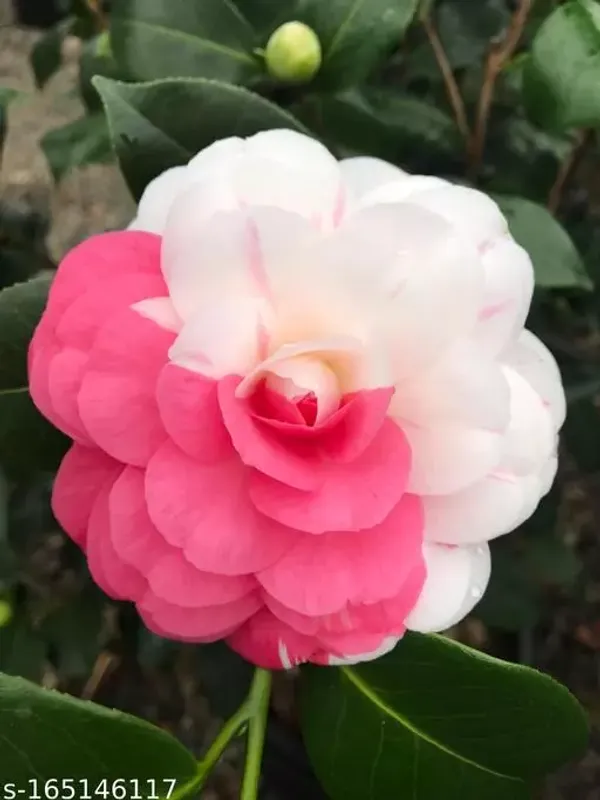 Multicolour_Camellia_Hybrid_Flower_Plant