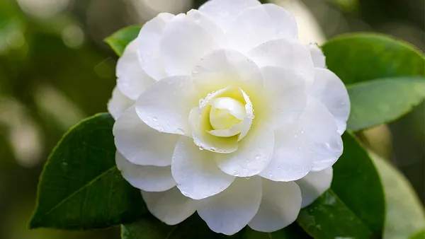 Camellia_Hybrid_White_Colour_Flower_Plant