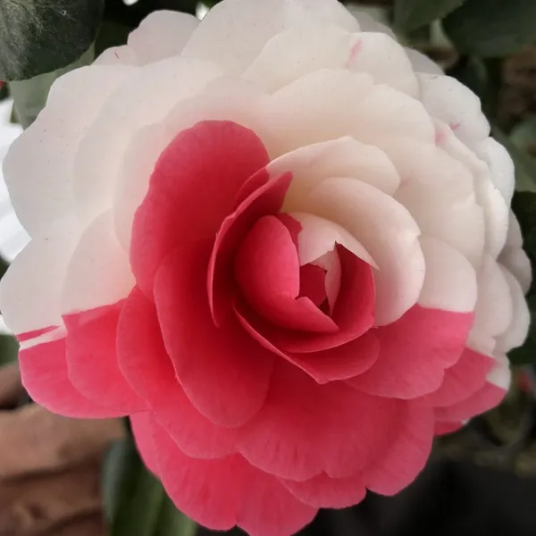 Multicolour_Camellia_Hybrid_Flower_Plant