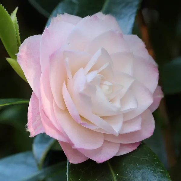 Camellia_Dwarf_Varieties_Flower_Plant