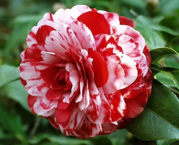Camellia_Flower_Plant_(1.5-3_Feet_Height_Pack_Of_1)