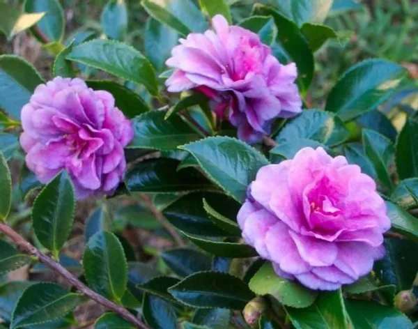 Camellia_Flower_Plant_(Pack_Of_1)