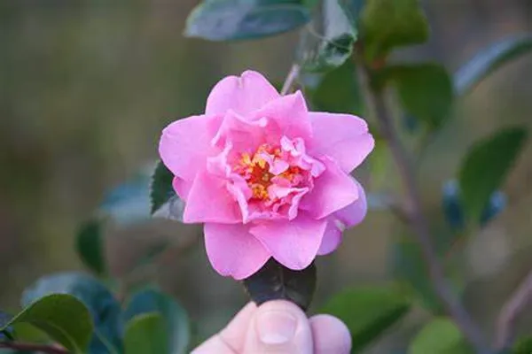 Camellia_Flower_Plant_(Pack_Of_1)
