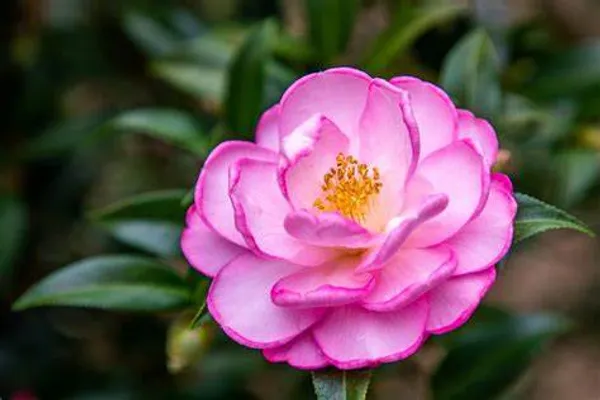 Camellia_Flower_Plant_(Pack_Of_1)