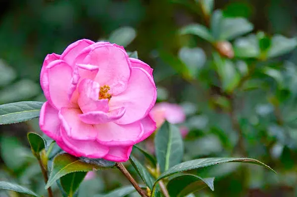Camellia_Flower_Plant_(Pack_Of_1)
