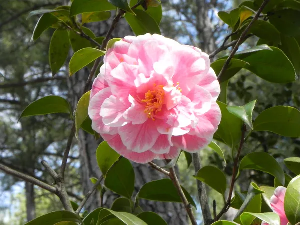 Japonica_Variety_Camellia__Flower_Plant_&_Tree_(Grafted)_For_Shrub/Bush/Home_Gardening_(Pack_Of_1)