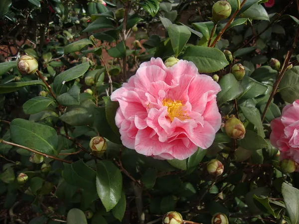 Japonica_Variety_Camellia__Flower_Plant_&_Tree_(Grafted)_For_Shrub/Bush/Home_Gardening_(Pack_Of_1)