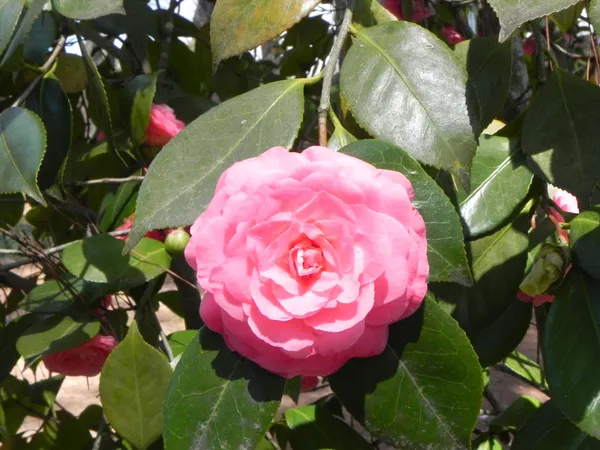 Camellia_(Grafted)_Pink_Flower_Plant_(Pack_Of_1)
