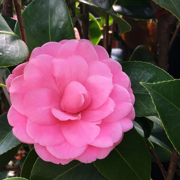 Camellia_(Grafted)_Pink_Flower_Plant_(Pack_Of_1)