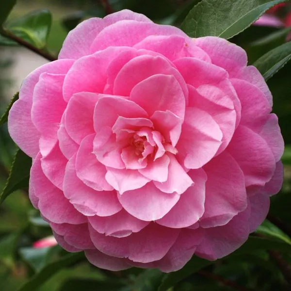 Camellia_(Grafted)_Pink_Flower_Plant_(Pack_Of_1)