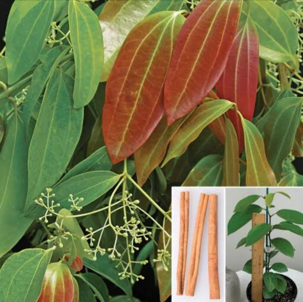 Brown_Cinnamon_Dalchini_Masala_Plant