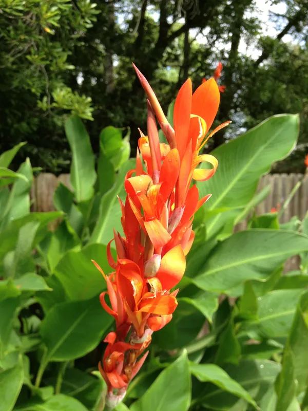 Cannas_Dwarf_Orange_?_Live_Flowering_Plant