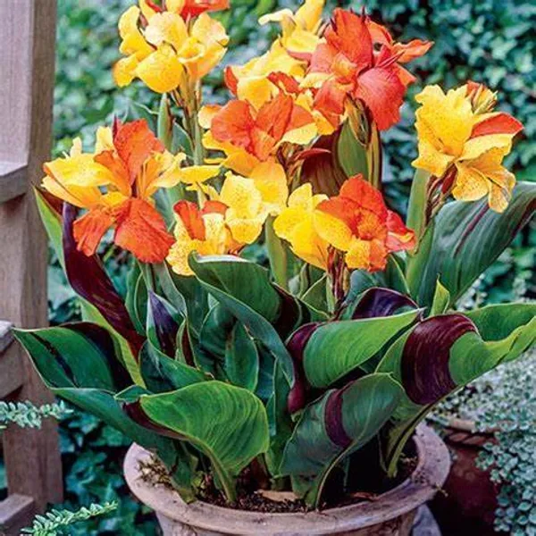Cannas_Dwarf_Orange_?_Live_Flowering_Plant