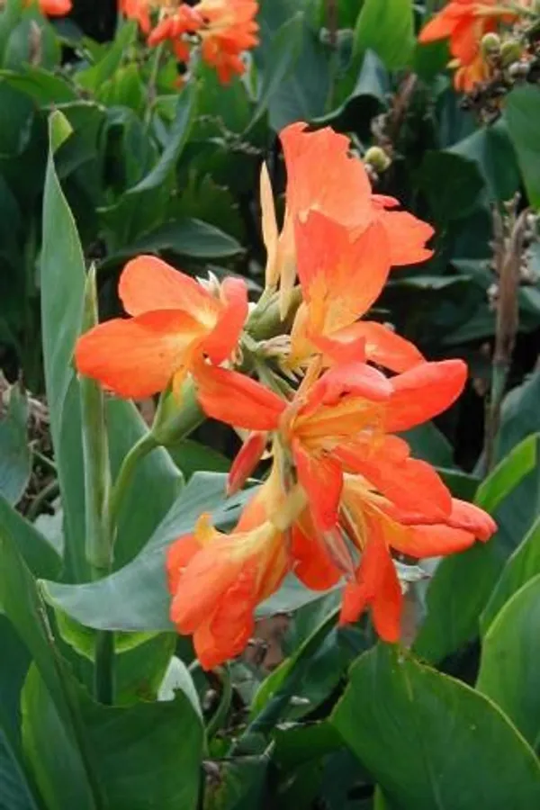 Cannas_Dwarf_Orange_?_Live_Flowering_Plant