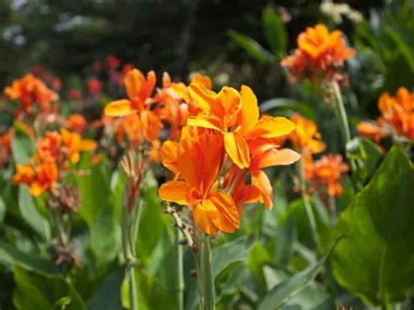 Cannas_Dwarf_Orange_?_Live_Flowering_Plant