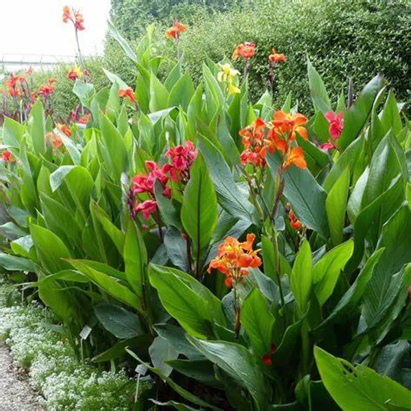 Cannas_Dwarf_Orange_?_Live_Flowering_Plant