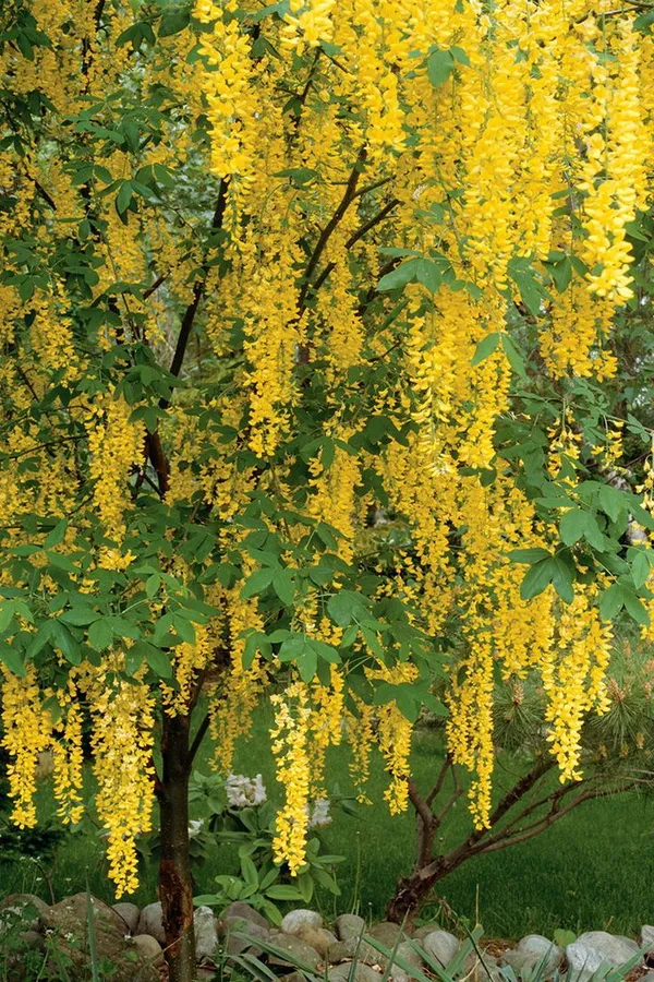 Cassia_Fistula_Cassia_Fistula_Amaltas_Golden_Shower_Tree
