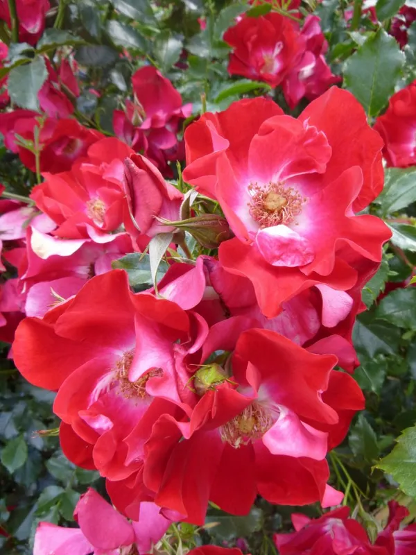 Red_Meidiland_Rose_Plant