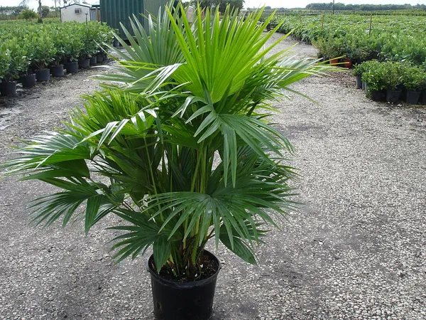 Chaina_Fan_(Indoor_/_Outdoor)_Plant_(Pack_Of_1)