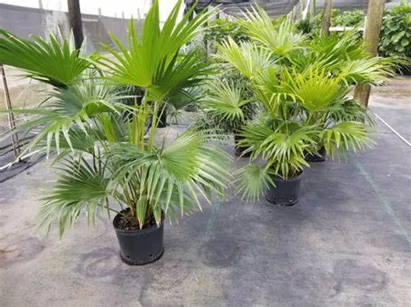 Chaina_Fan_(Indoor_/_Outdoor)_Plant_(Pack_Of_1)