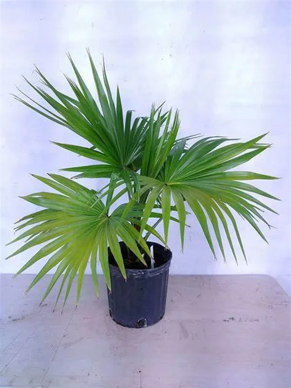 Chaina_Fan_(Indoor_/_Outdoor)_Plant_(Pack_Of_1)