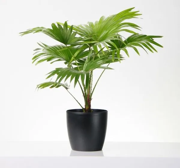Chaina_Fan_(Indoor_/_Outdoor)_Plant_(Pack_Of_1)