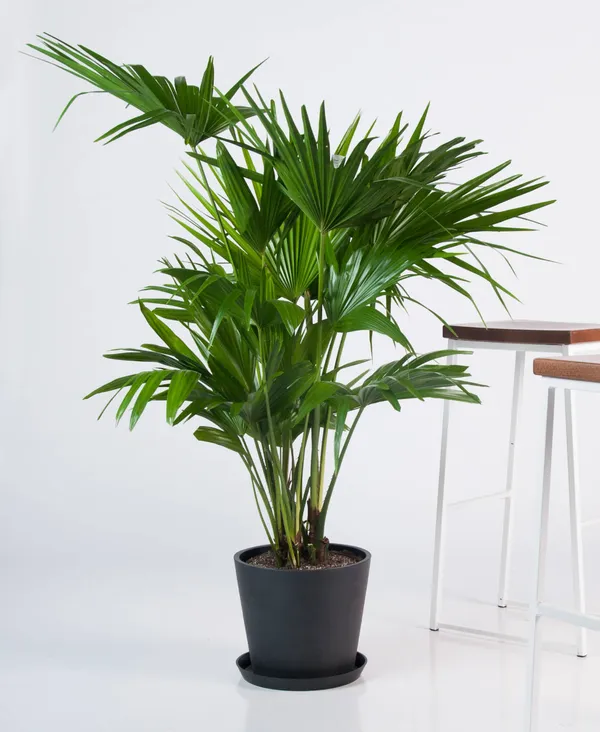 Chaina_Fan_(Indoor_/_Outdoor)_Plant_(Pack_Of_1)