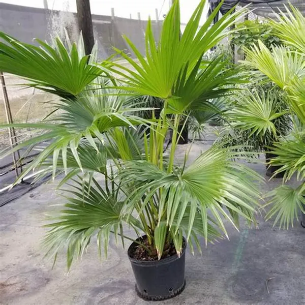 Chaina_Fan_(Indoor_/_Outdoor)_Plant_(Pack_Of_1)