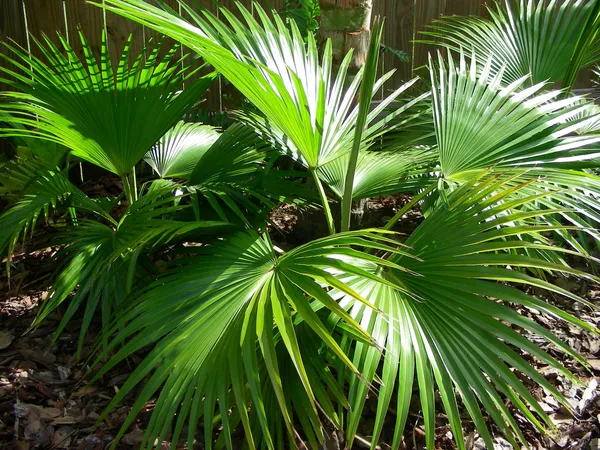 Chaina_Fan_(Indoor_/_Outdoor)_Plant_(Pack_Of_1)