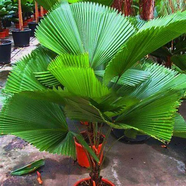 China_Hybrid_Fan_Palm_Indoor_Plant_(Pack_Of_1)