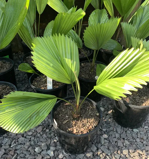 China_Hybrid_Fan_Palm_Indoor_Plant_(Pack_Of_1)