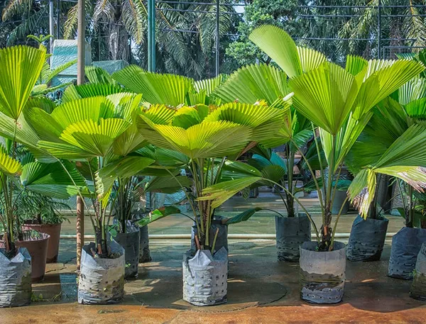 China_Hybrid_Fan_Palm_Indoor_Plant_(Pack_Of_1)