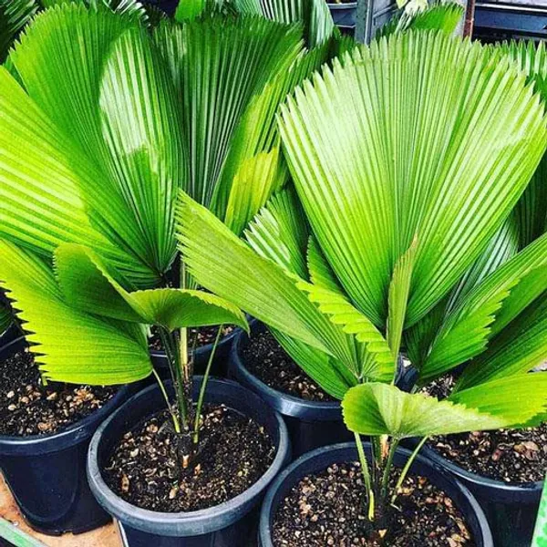 China_Hybrid_Fan_Palm_Indoor_Plant_(Pack_Of_1)