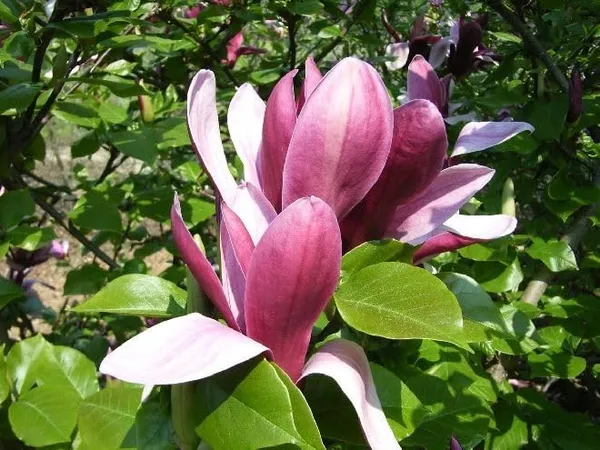Gardenia_Sottopensili_Purple_Swarna_Chapa_Flower_Purple_Son_Chapa_Michelia_Champaca_Magnilia_Champaca_Plant_Original_Variety_Outdoors_Flower_Plant