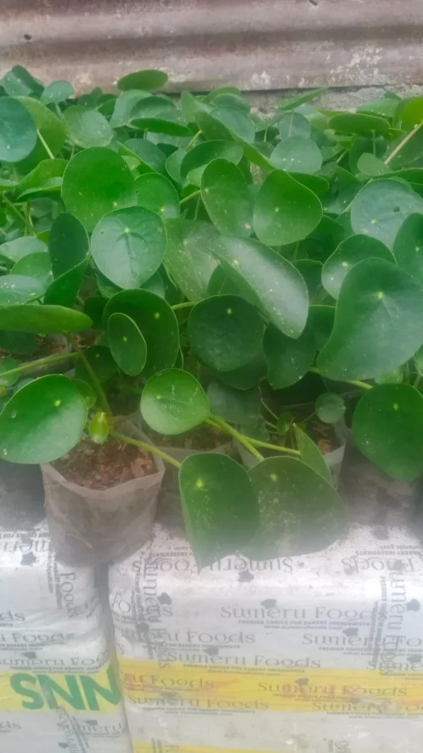 chinese_money_plant