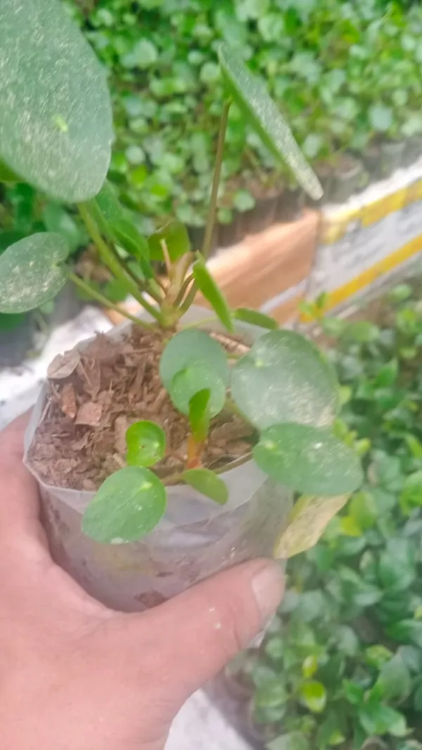 chinese_money_plant