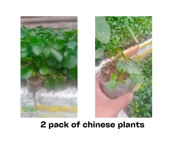 chinese_money_plant_2_plants_combo